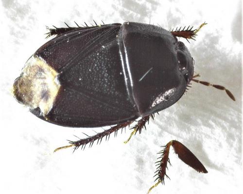 Réf. 282 175 : Geotomus sp.